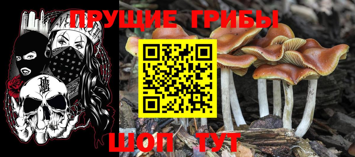 Псилоцибиновые грибы Cubensis  Вход с VPN  Канск  Галлюциногенные грибы GOLDEN TEACHER 