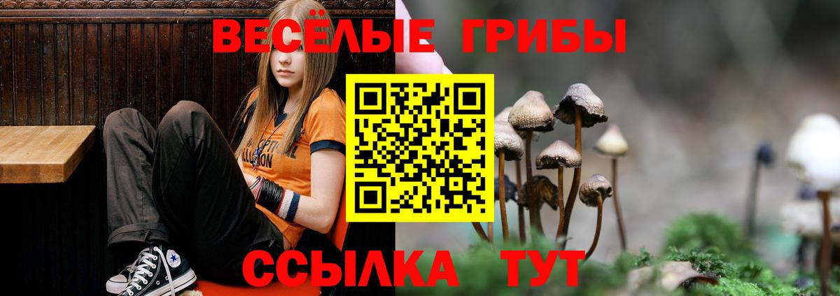 Галлюциногенные грибы Psilocybine cubensis Канск